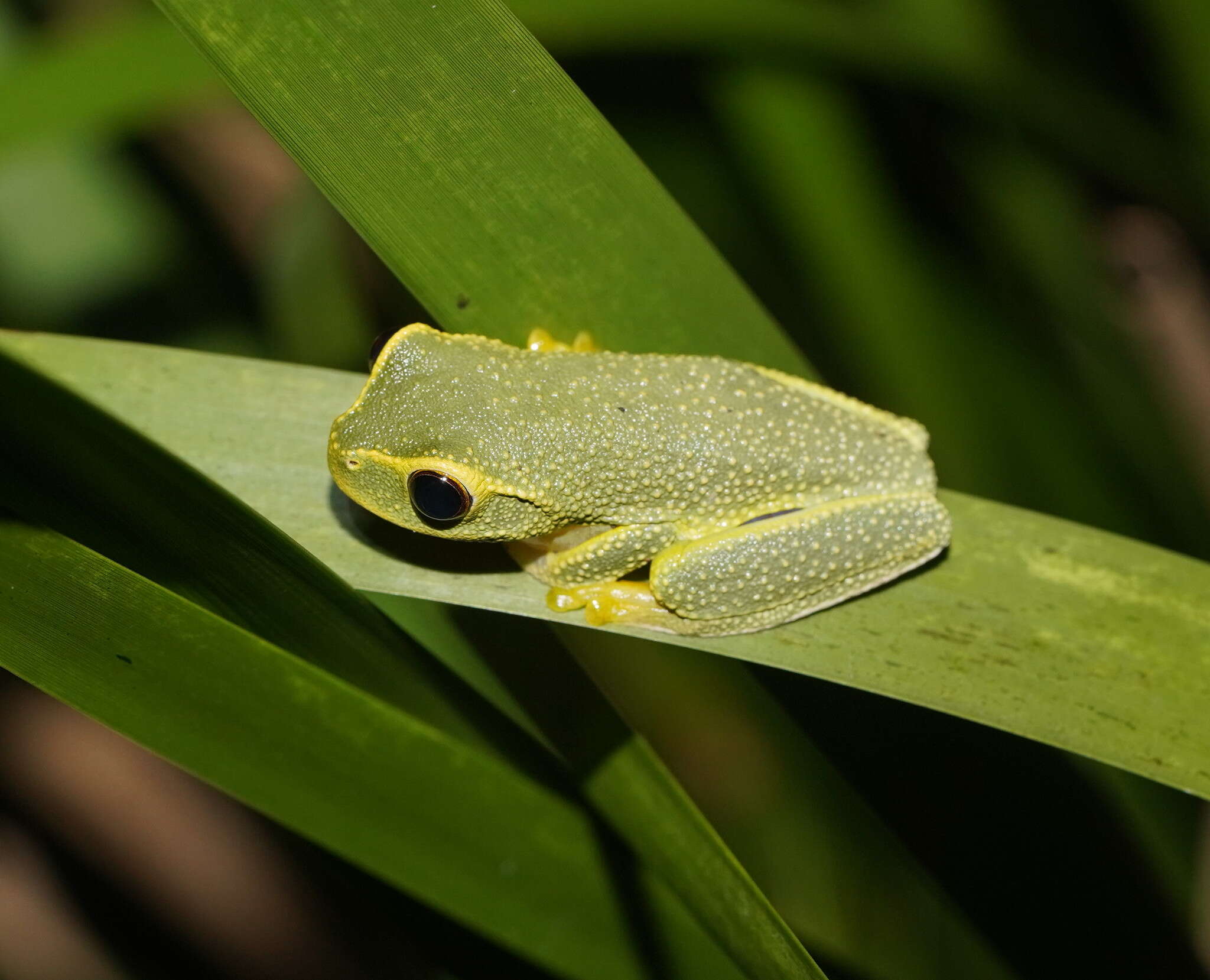 Ranoidea gracilenta (Peters 1869)的圖片