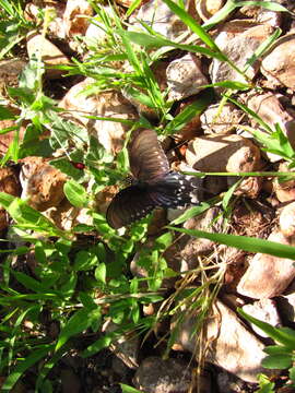 Image de Aristolochia wrightii Seem.