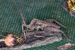 Image of Florida leaf-footed bug