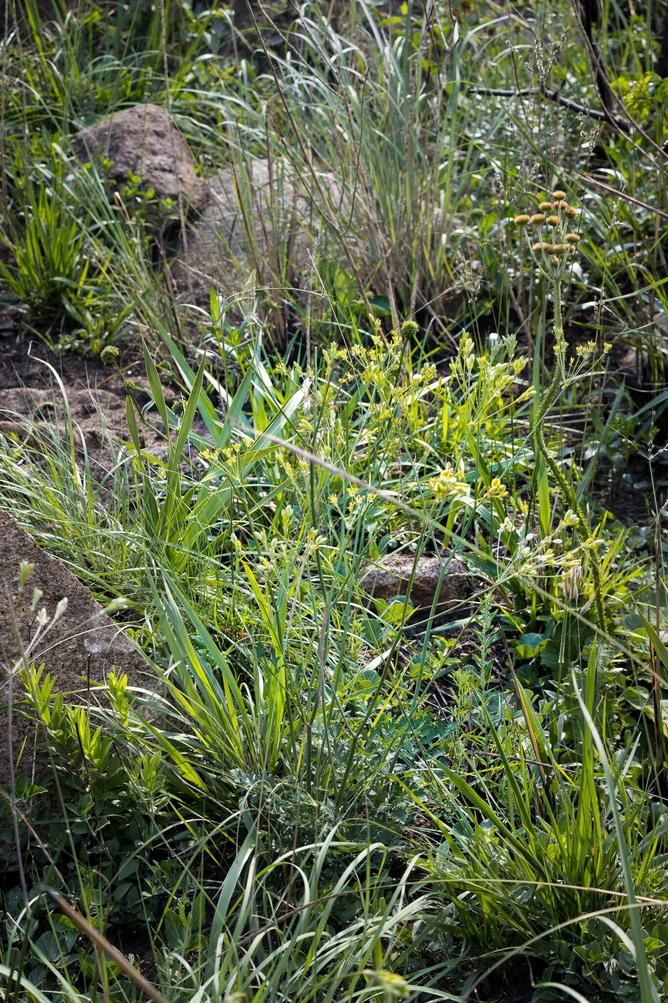 Image of Afrosciadium caffrum (Meisn.) Winter