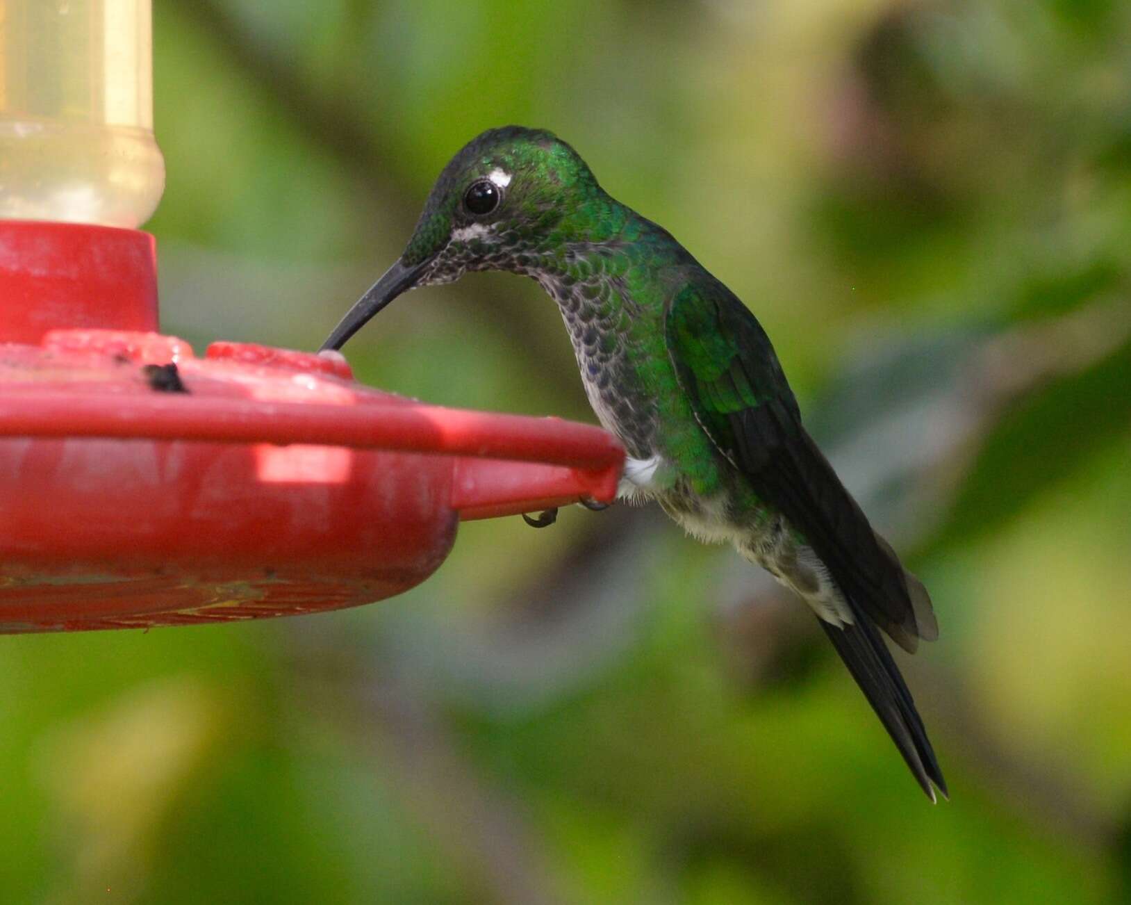 Image of Green-crowned Brilliant