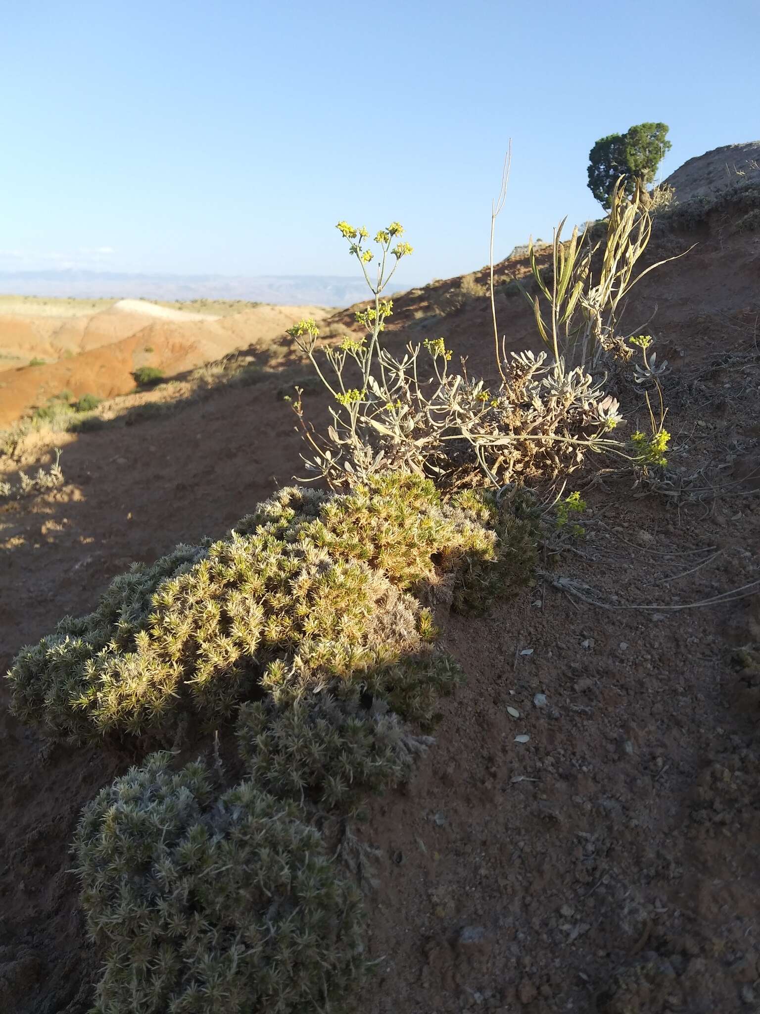 Plancia ëd Eriogonum brevicaule Nutt.