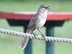 Image of Bahama Mockingbird