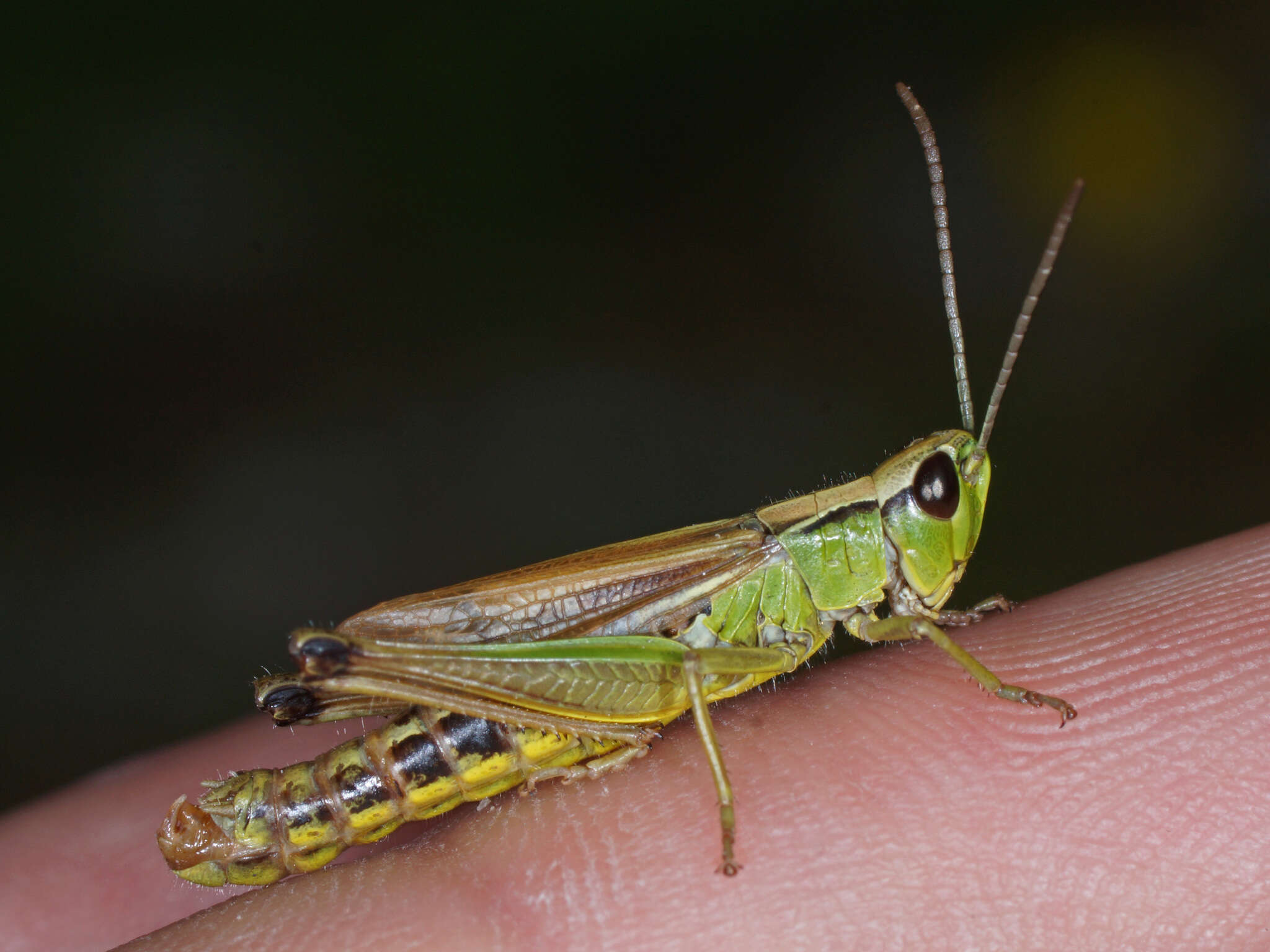 Image of Pseudochorthippus montanus (Charpentier 1825)