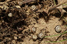 Image of Maritime gardensnail