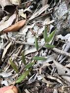 Image of Long-Leaf Basket Grass