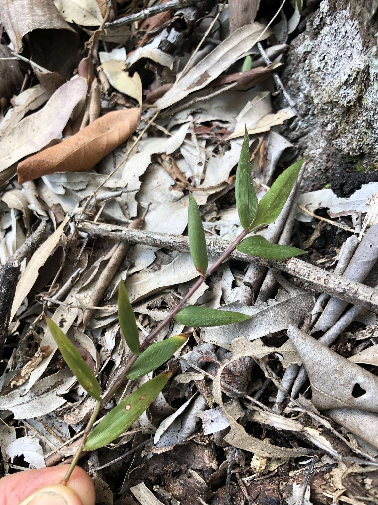 Image of Long-Leaf Basket Grass