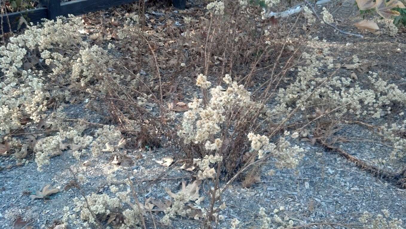 Image of California Buckwheat