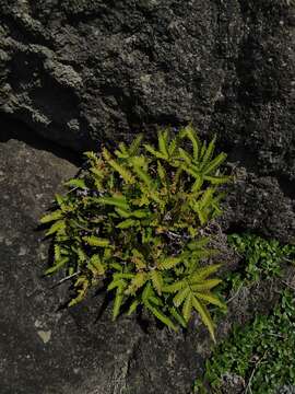 Image of Pteris minor (Hieron.) Y. S. Chao