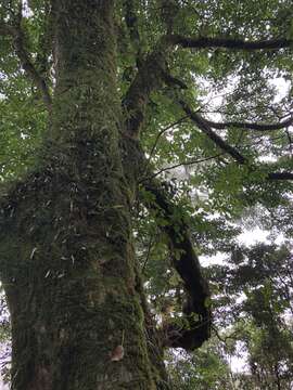 Image of Trochodendron