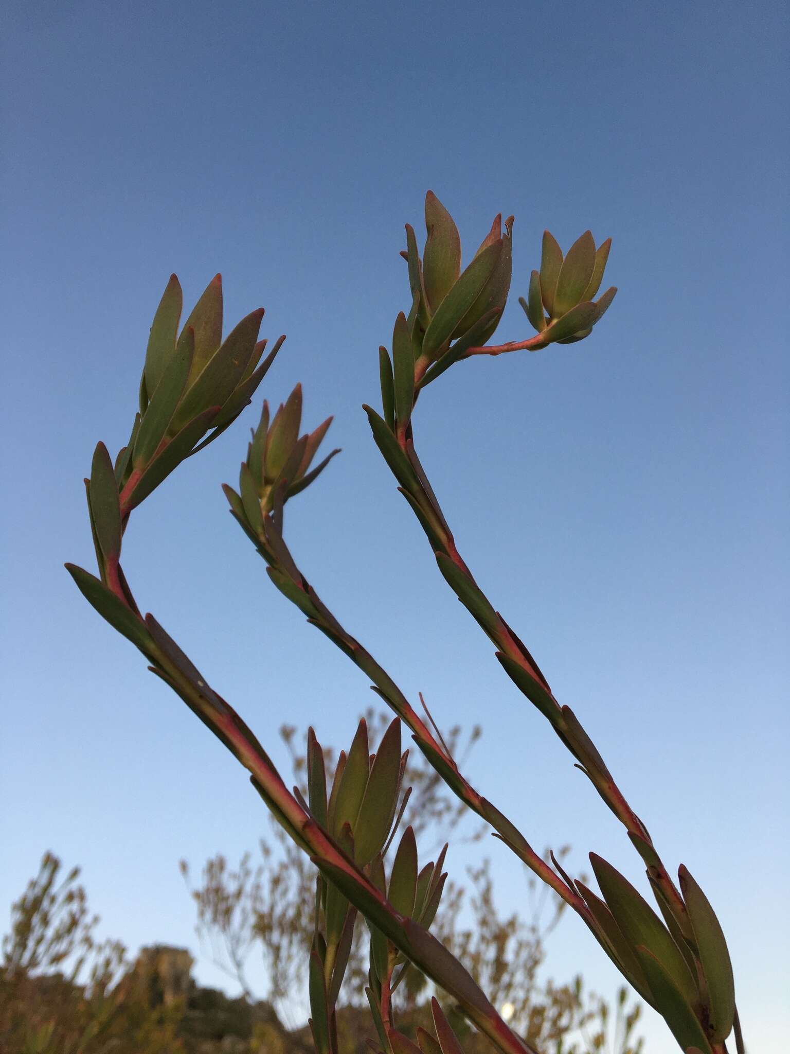 Image of Leucadendron diemontianum I. J. M. Williams