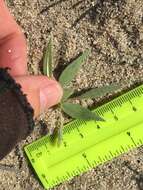 Imagem de Oenothera deltoides subsp. deltoides