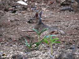 Image of Bengal Fox