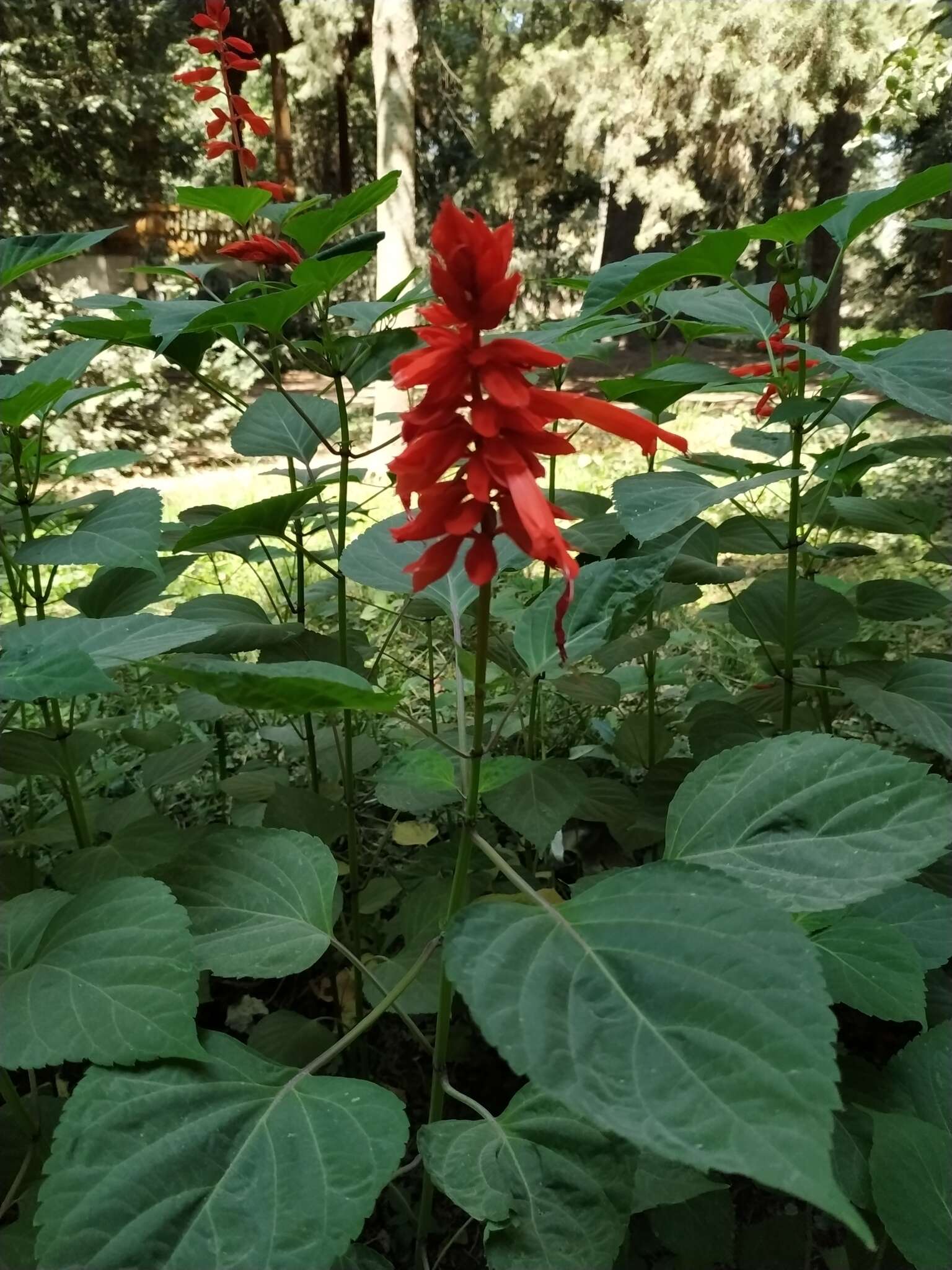 Imagem de Salvia splendens Sellow ex Nees