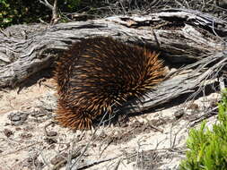 Image of Short-beaked Echidnas