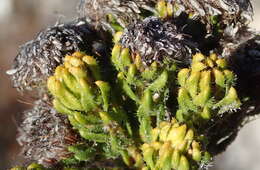 Image of Agathosma eriantha (Steud.) Steud.