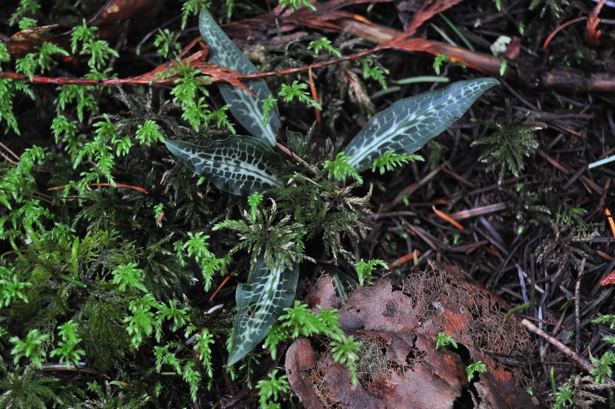 Image of Giant Rattlesnake-plantain