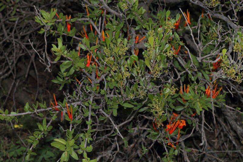 Image of Matches mistletoe