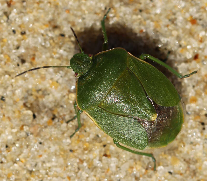 Image of Chlorochroa (Chlorochroa) persimilis Horvath 1908