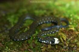 Image of Sabah Keelback