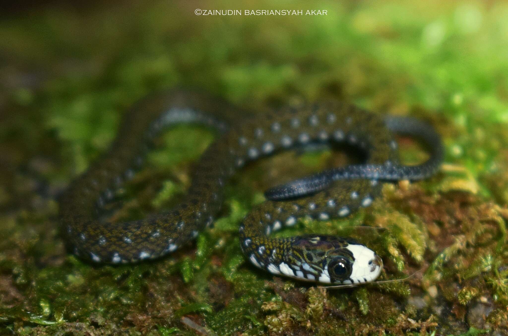 Image of Sabah Keelback