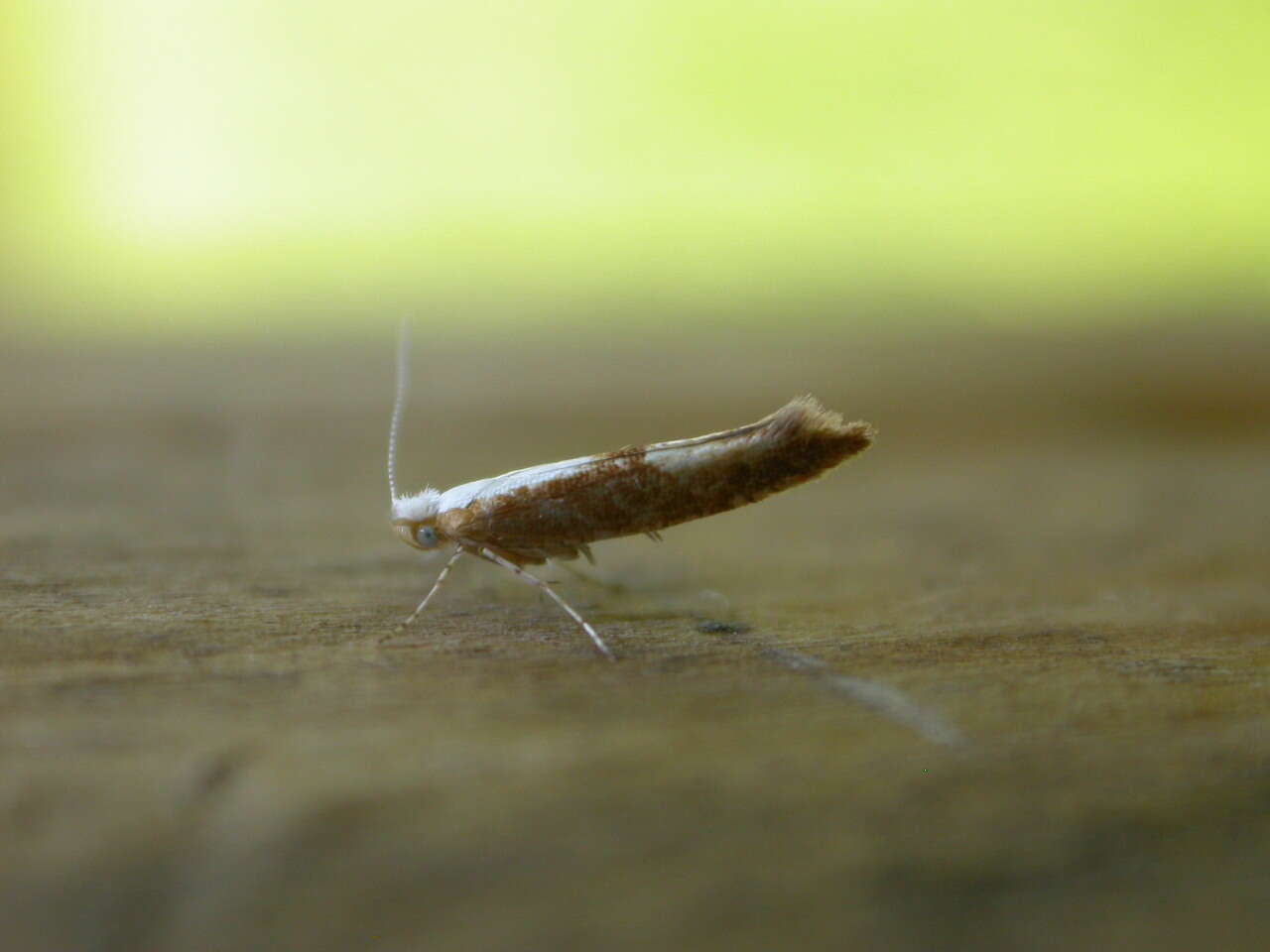 Image of Argyresthia albistria Haworth 1828