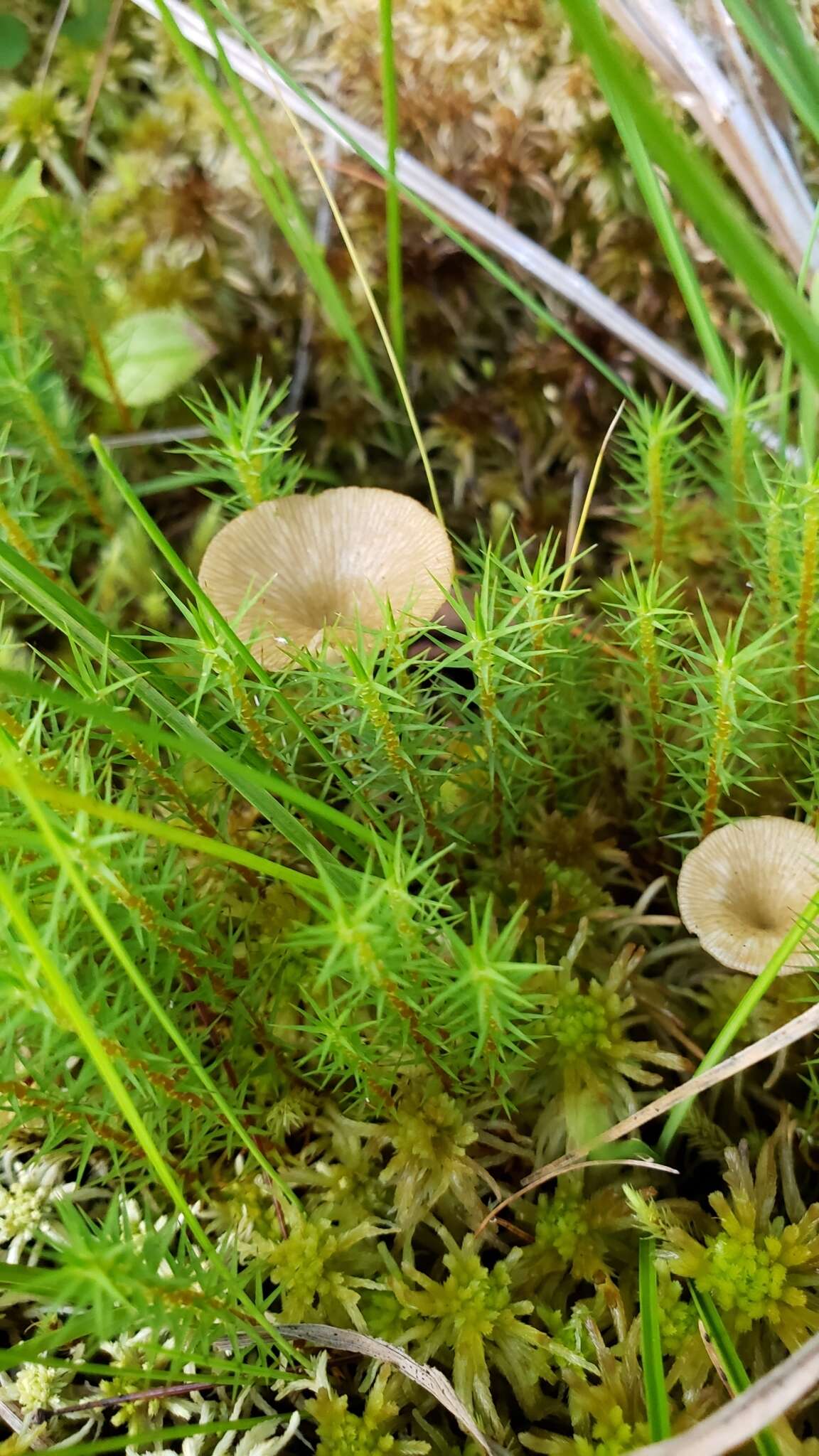 Image of Arrhenia sphagnicola (Berk.) Redhead, Lutzoni, Moncalvo & Vilgalys 2002