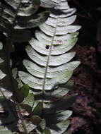 Sivun Austroblechnum lechleri subsp. lechleri kuva