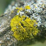 Image of Fringed candleflame lichen;   Lemon lichen