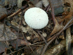 Imagem de Lycoperdon perlatum Pers. 1796