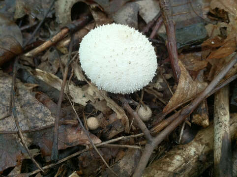 Image of common puffball