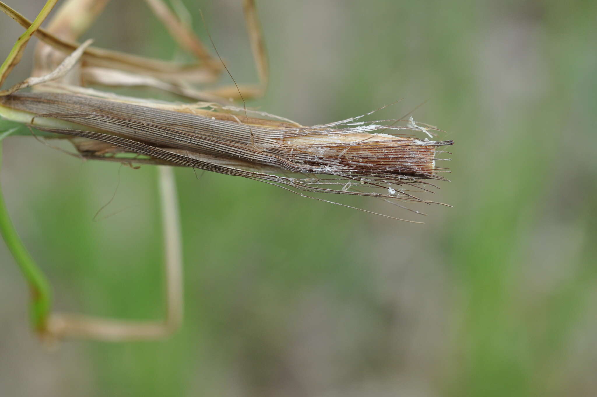 Image of True fox-sedge