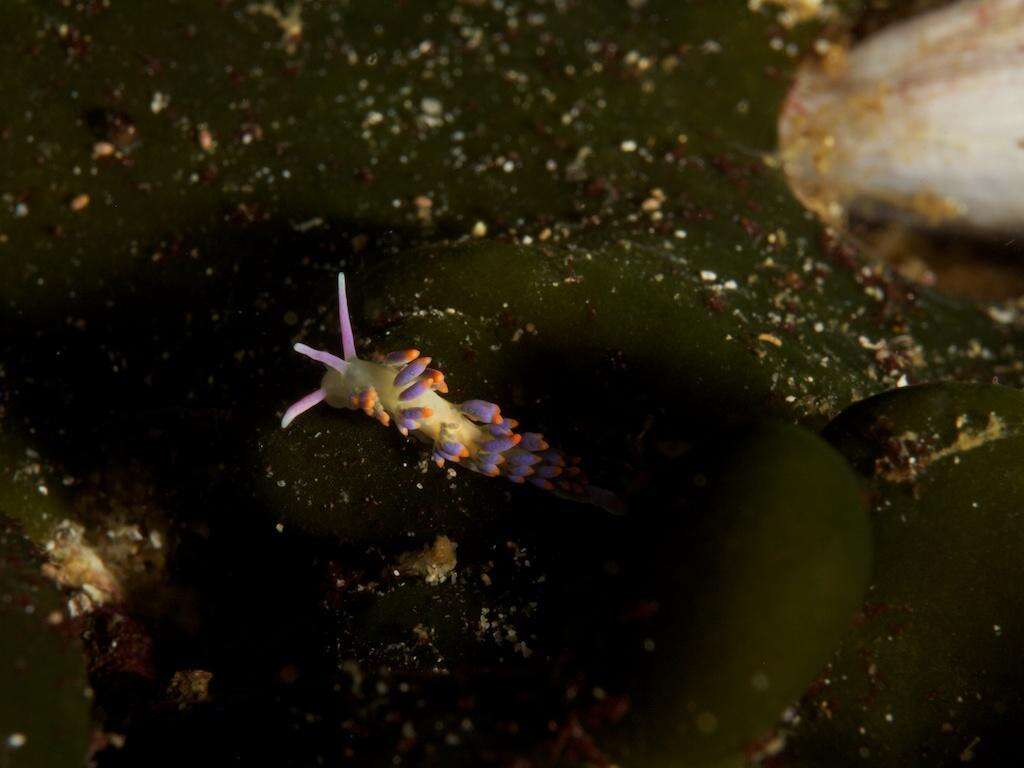 Trinchesia speciosa (Macnae 1954) resmi