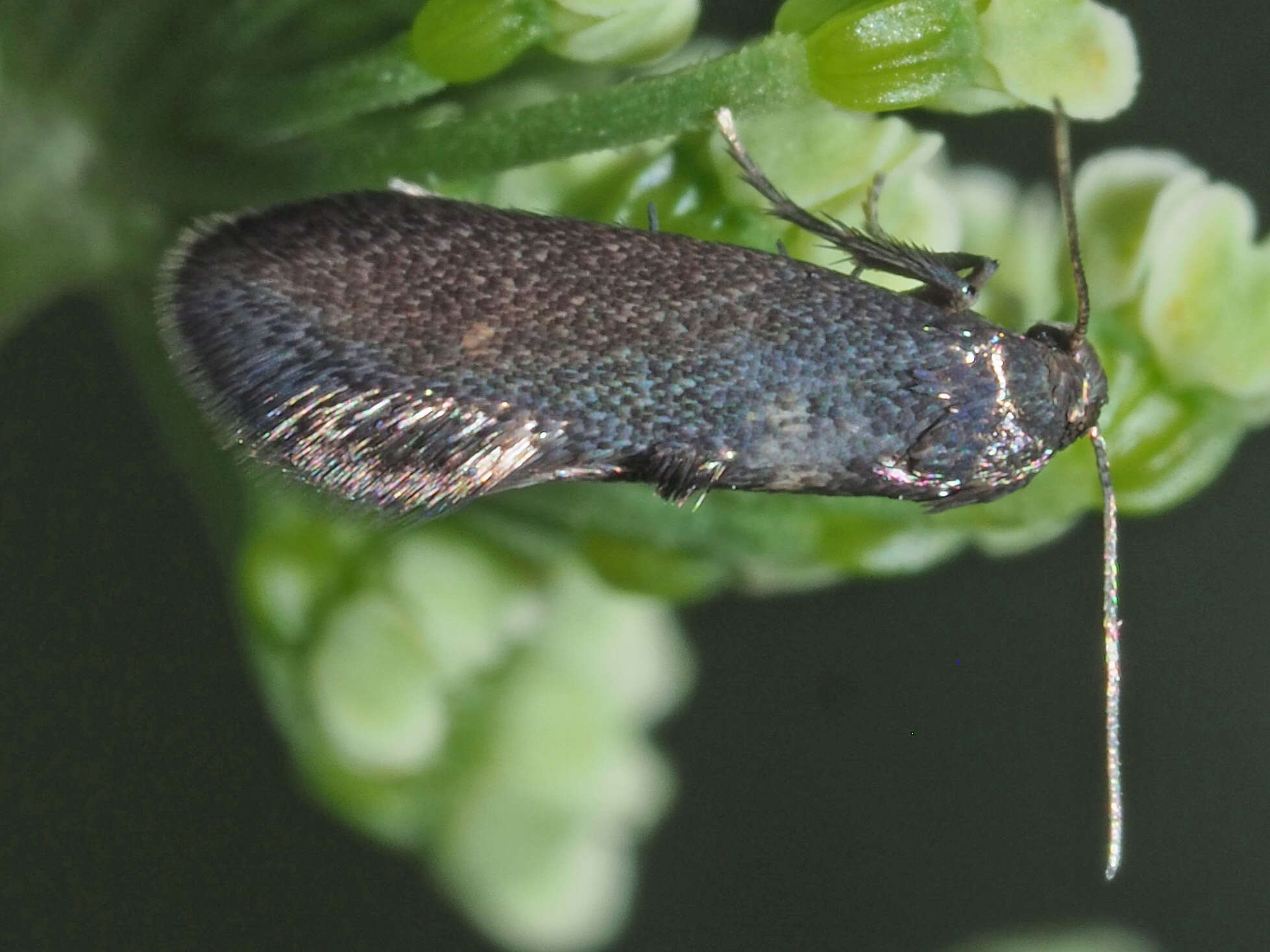 Image of Phaulernis dentella Zeller 1839