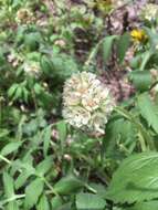 Image of Fendler's Waterleaf