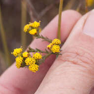 Imagem de Marasmodes polycephalus DC.