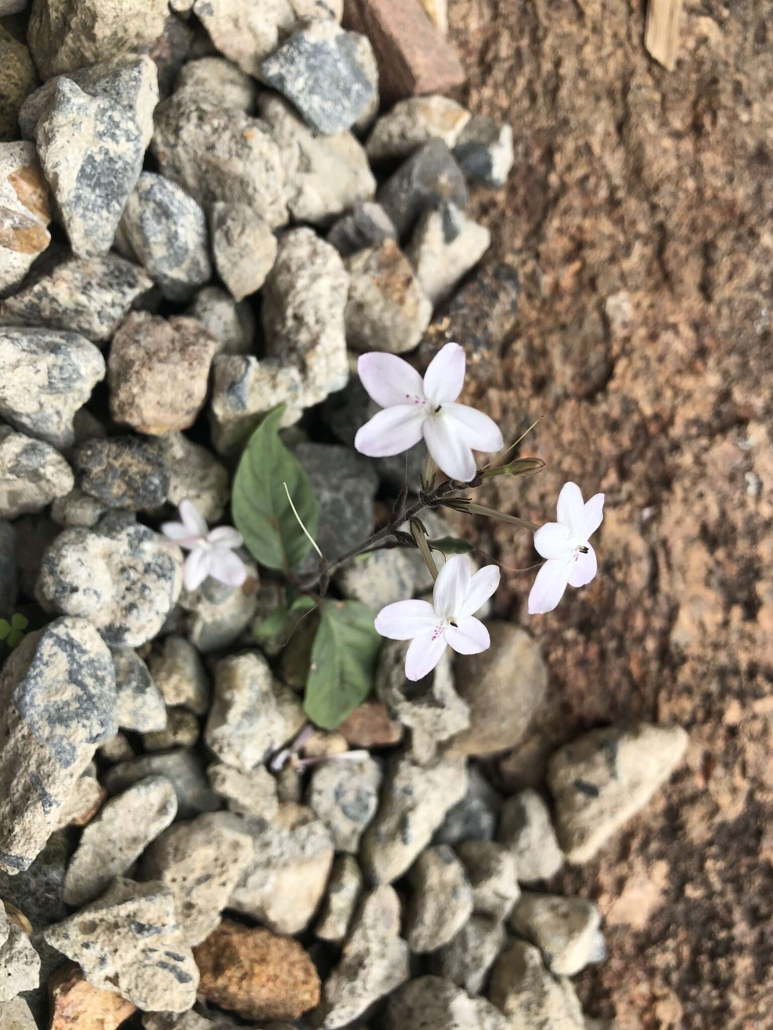 Image de Pseuderanthemum variabile (R. Br.) Radlk.