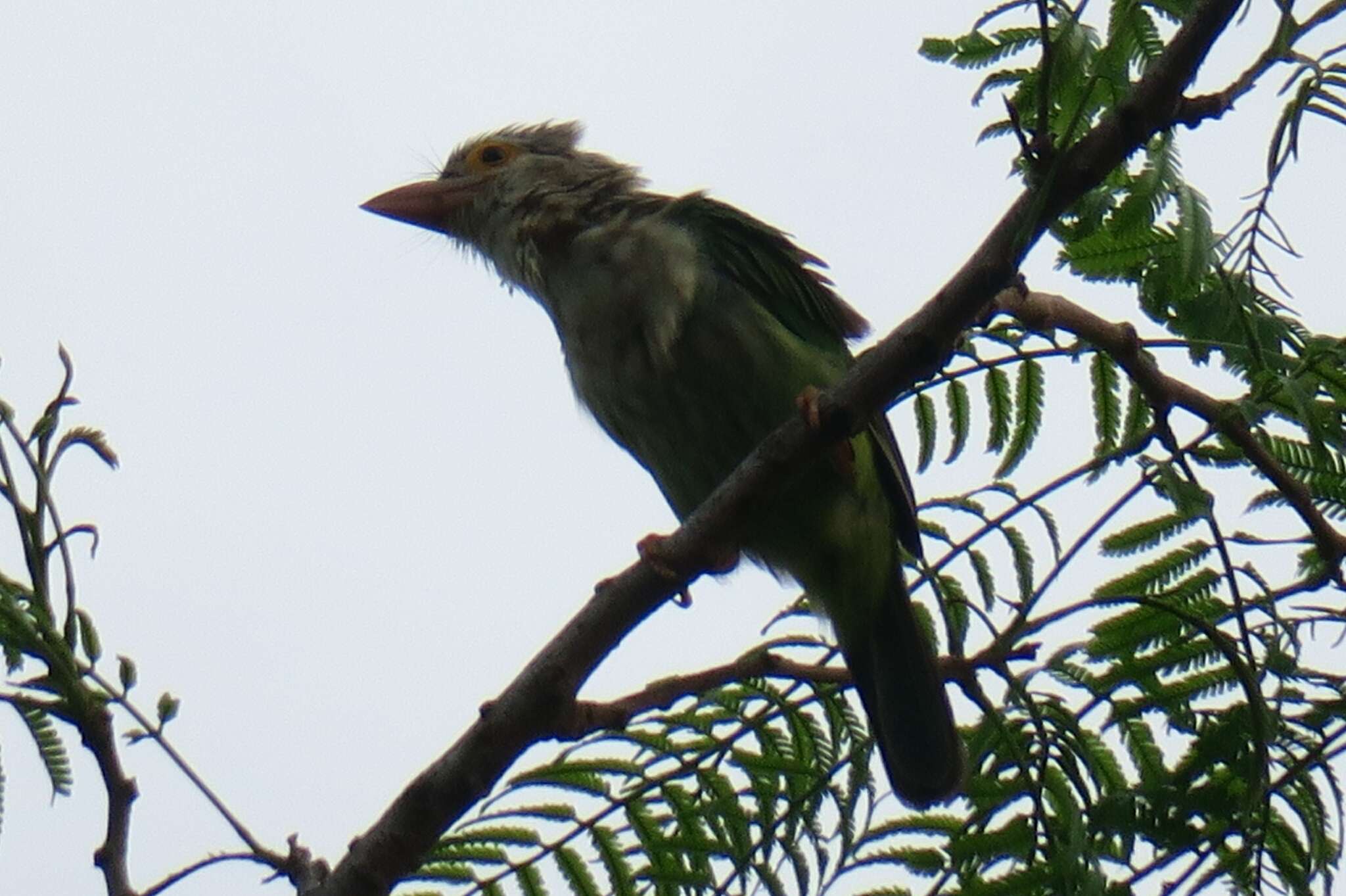 Psilopogon lineatus (Vieillot 1816) resmi