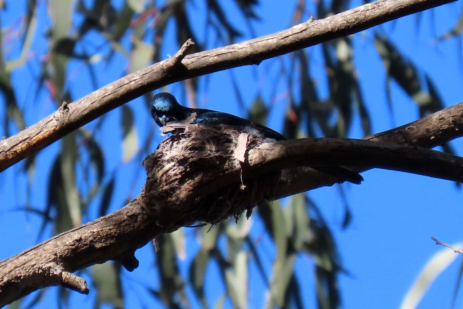 Image of Satin Flycatcher