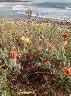 Image of Argentine evening primrose