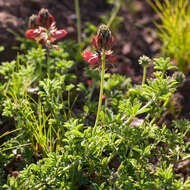 Indigofera digitata Thunb.的圖片