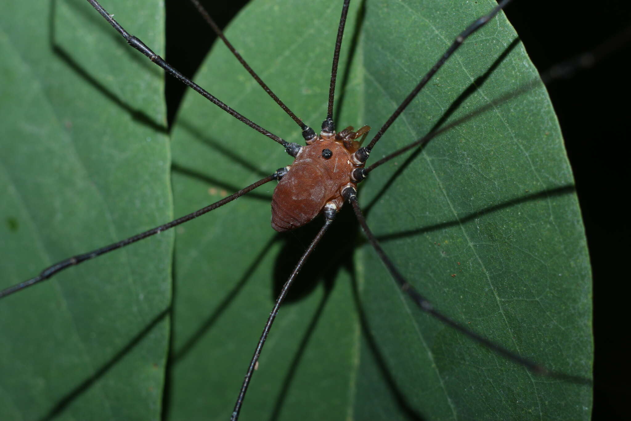 Image of Leiobunum euserratipalpe Ingianni, McGhee & Shultz 2011