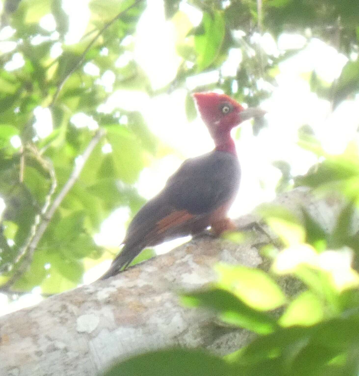 Image of Red-necked Woodpecker