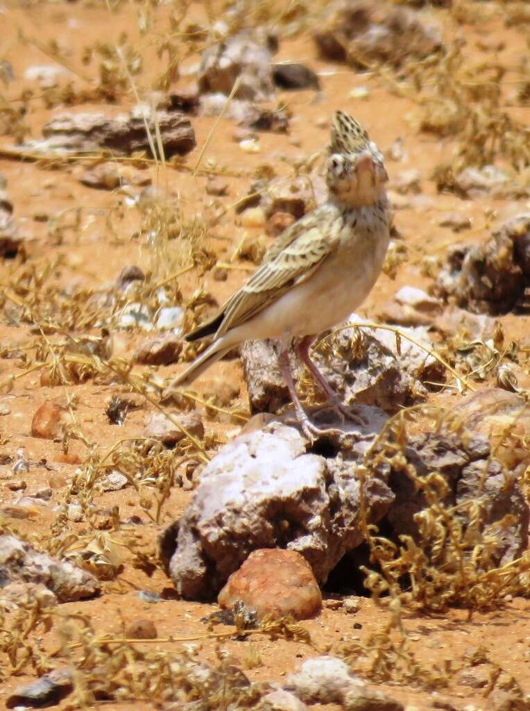 Image of Stark's Lark