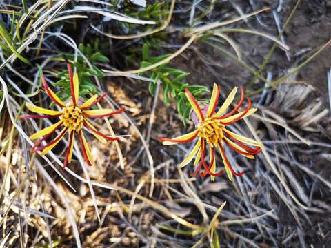 Image of Mutisia linearifolia Cav.