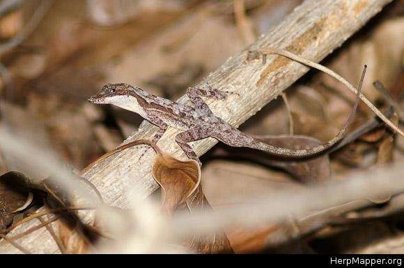 Imagem de Anolis rodriguezii Bocourt 1873