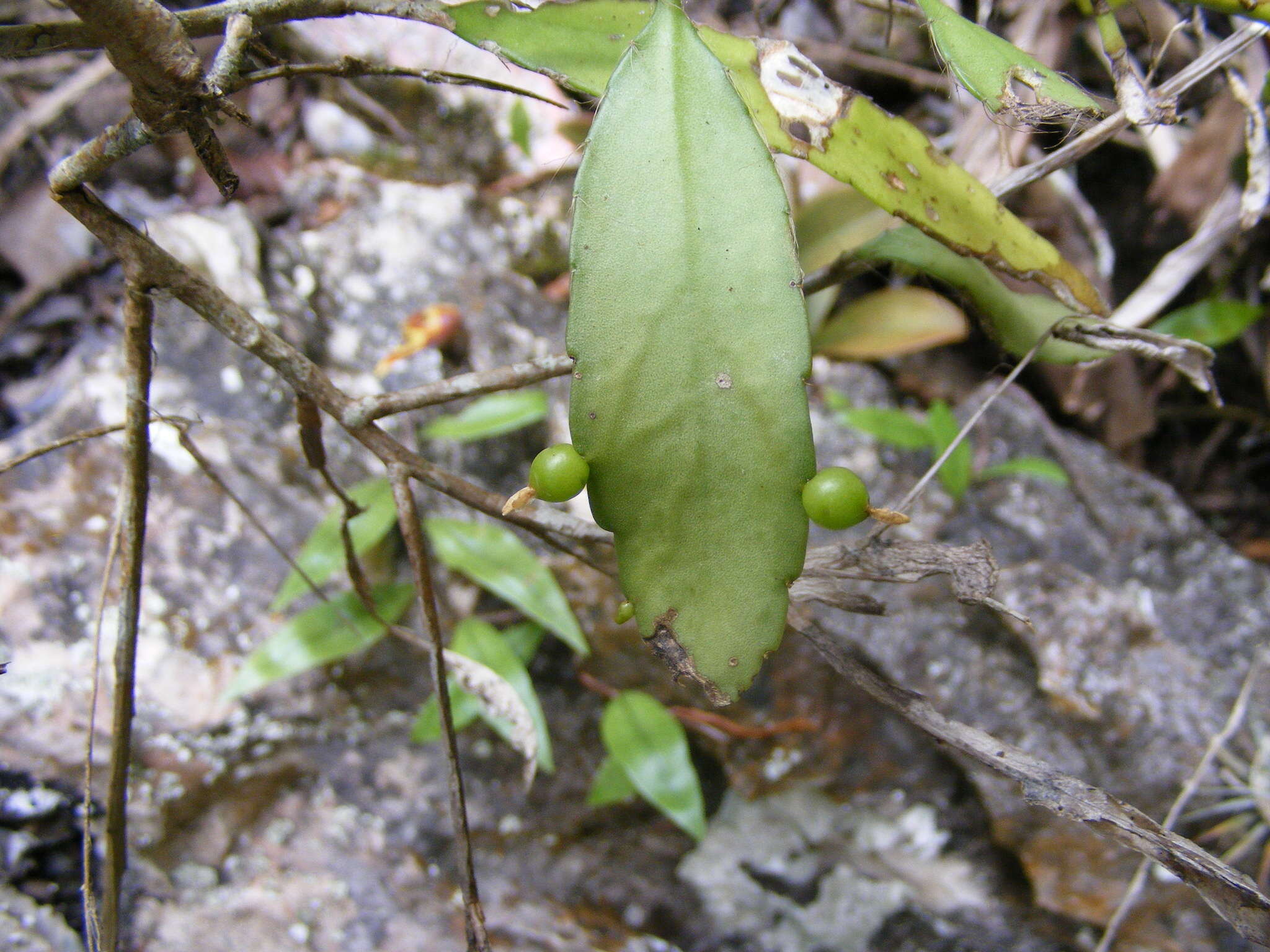 Pseudorhipsalis ramulosa subsp. jamaicensis (Britton & Harris) Doweld的圖片