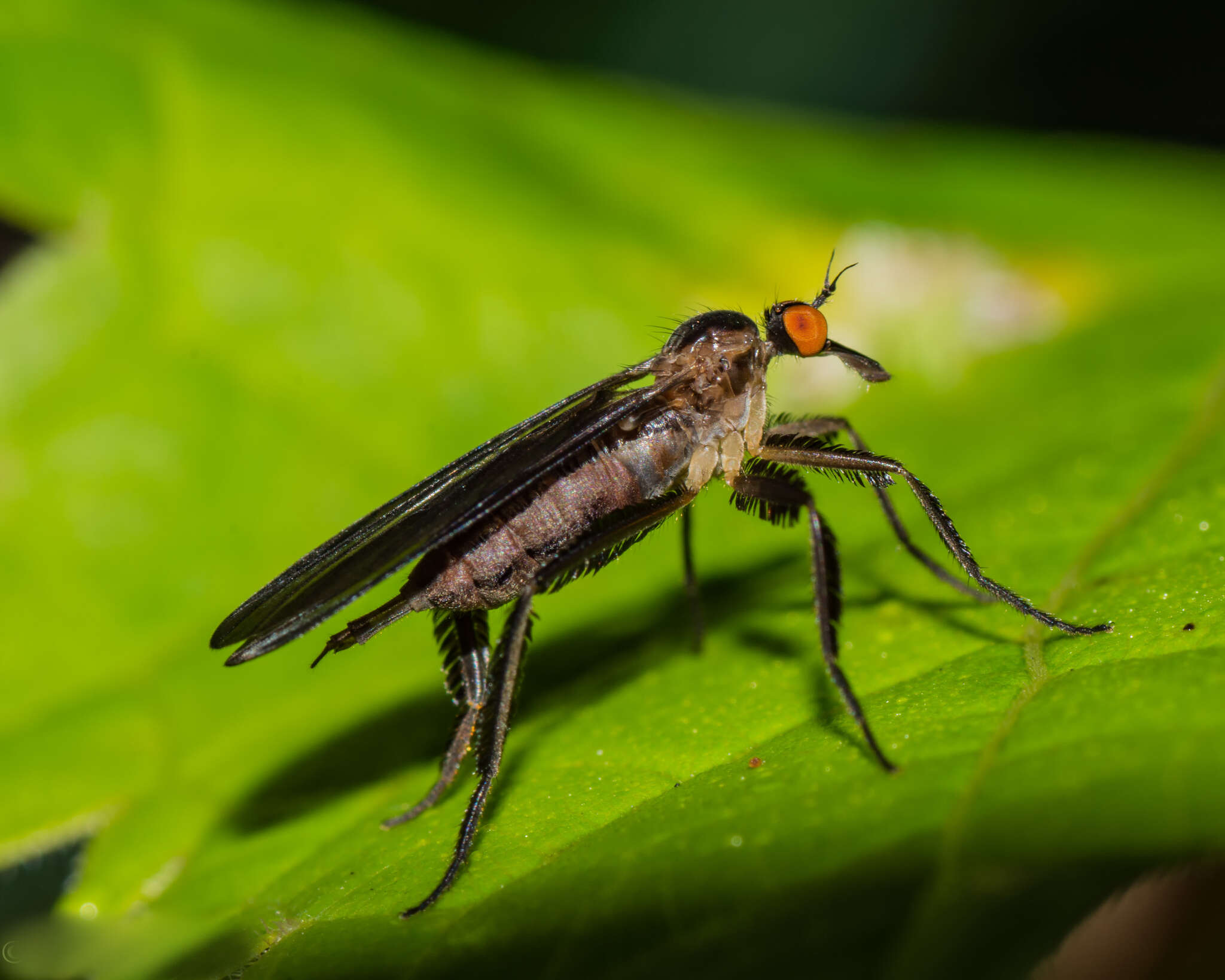 Image of Long-tailed Dance Fly