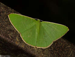 Image of Ornithospila bipunctata Prout 1916