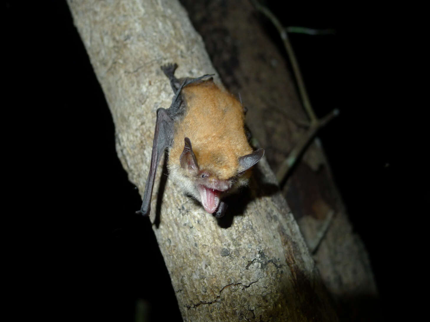 Image of Bocage's Banana Bat